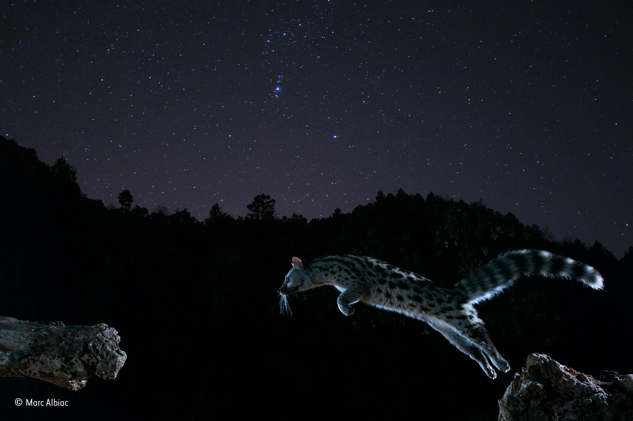 A genet feat of a leap