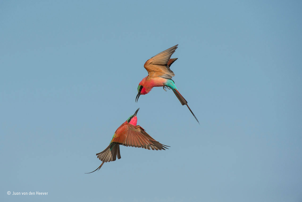 Battle of the bee-eaters