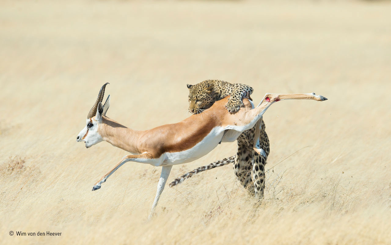 The final leap
