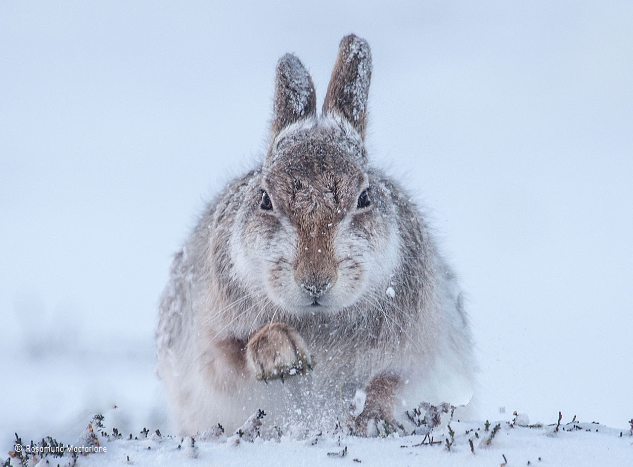 Snow hare