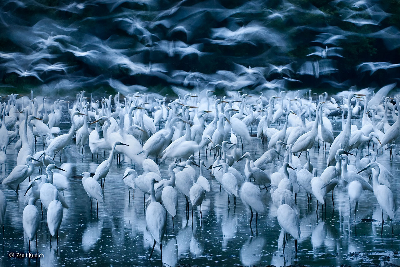 Great egret awakening