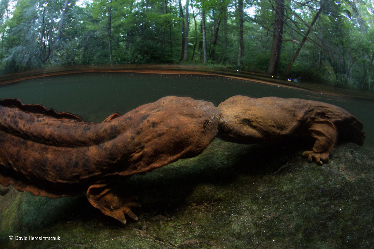 Head-strong hellbenders