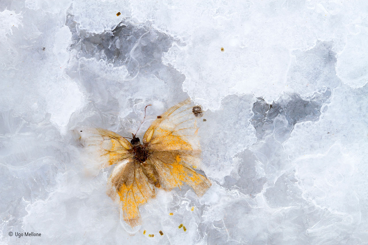 Butterfly in crystal