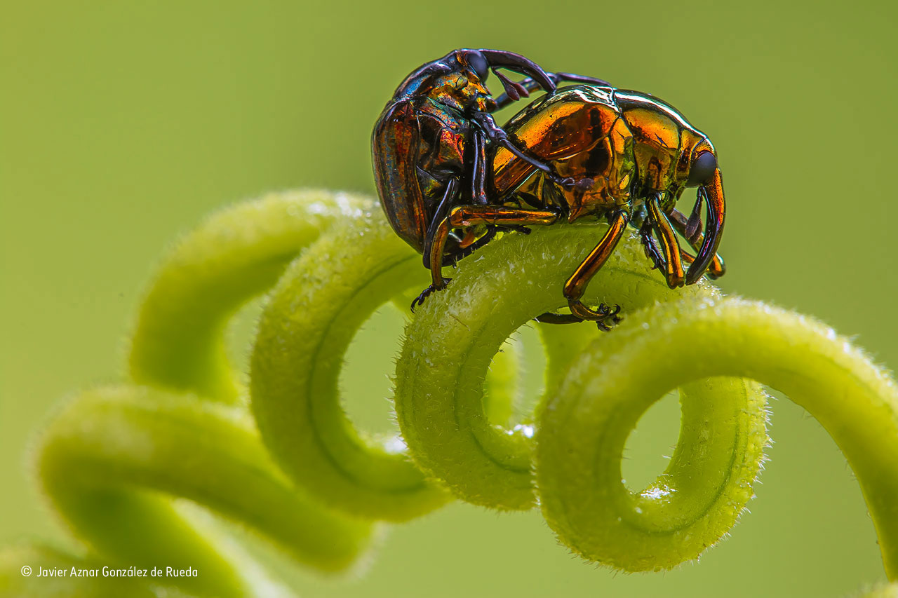 Beetle beauty and the spiral of love