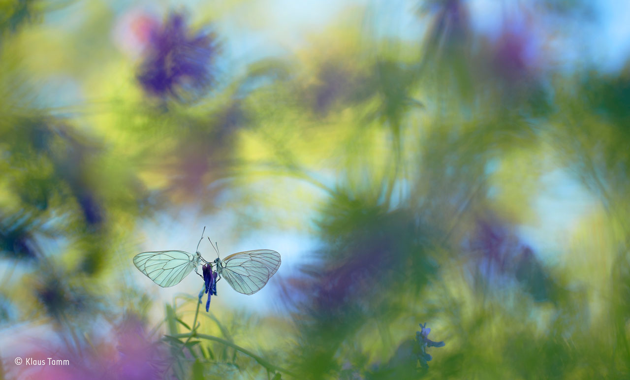 Wings of summer