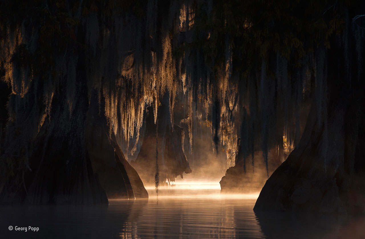 The heart of the swamp