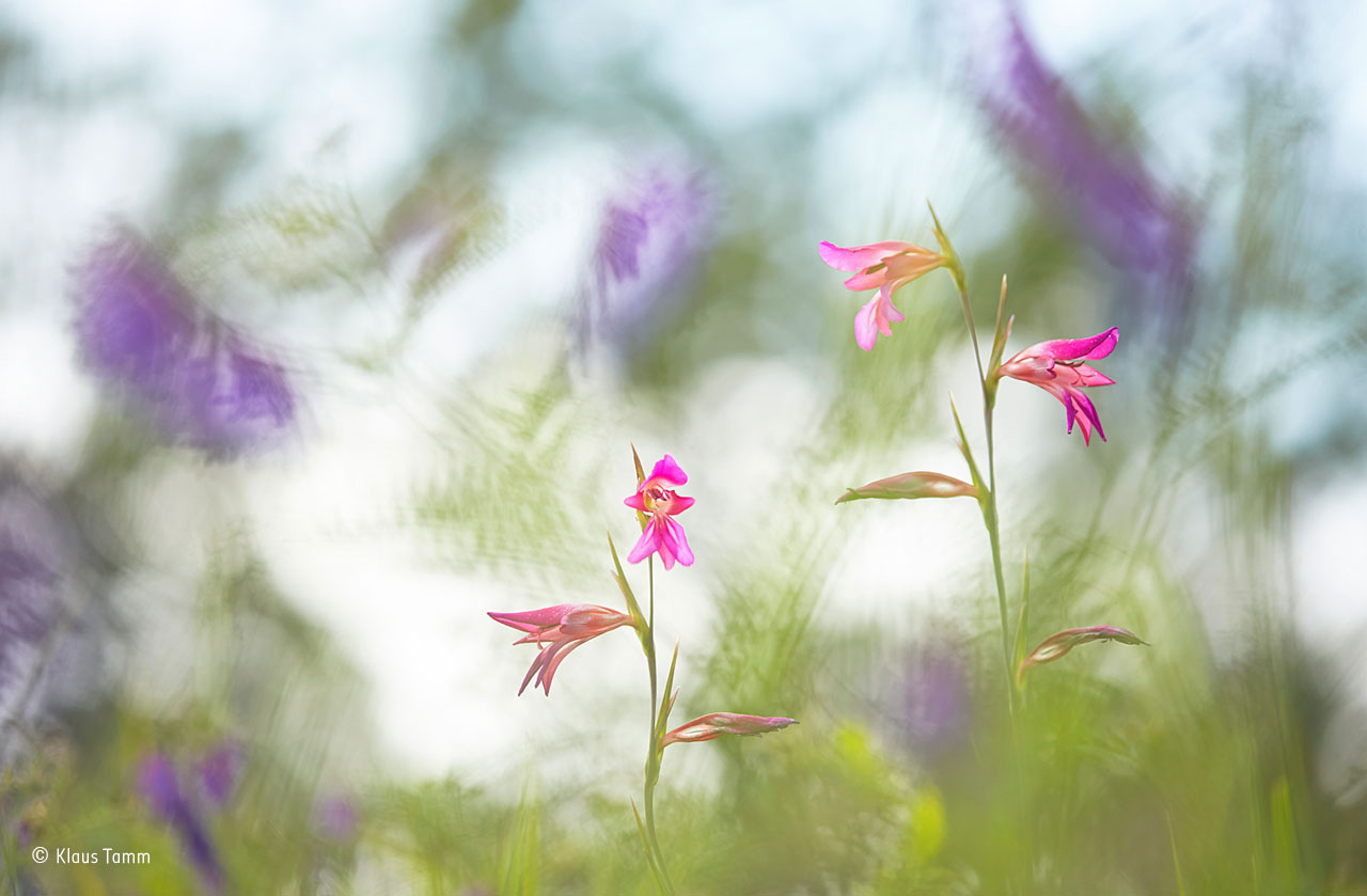 Meadow canvas