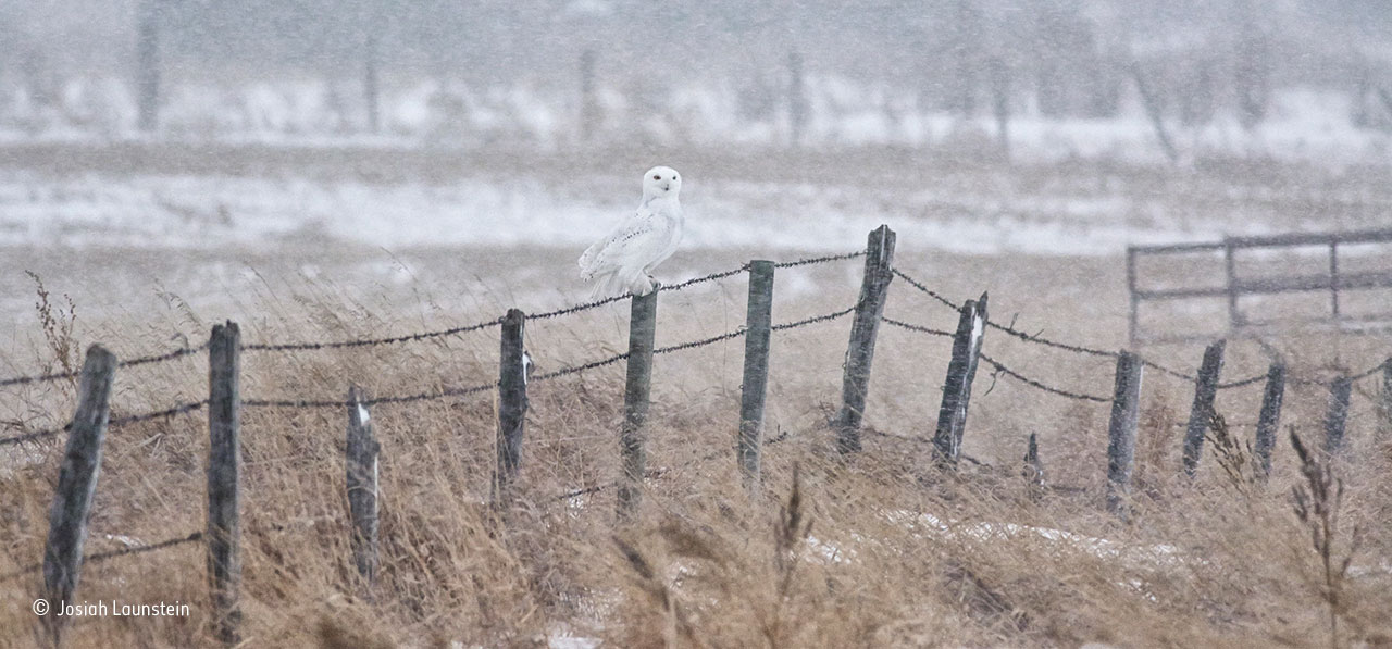 Snowy scene