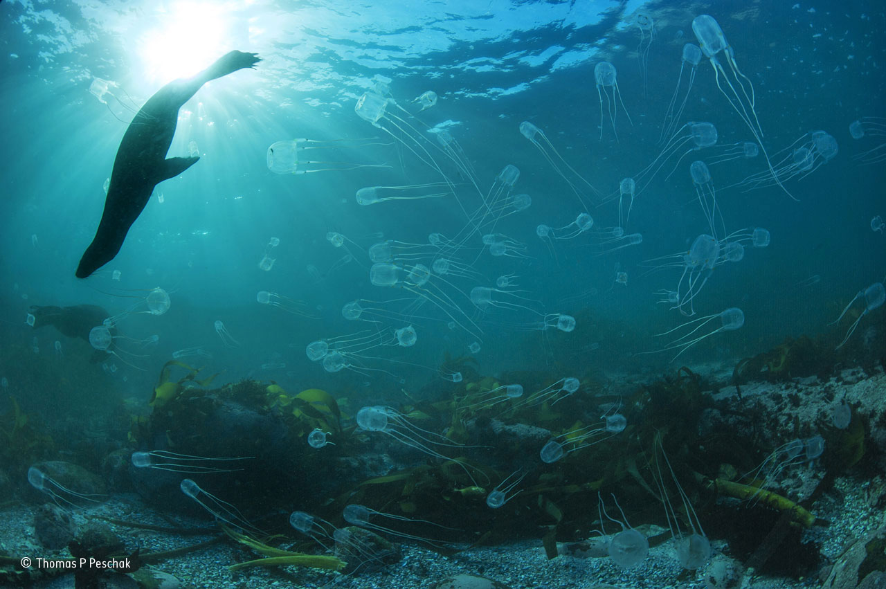 Just jellyfish