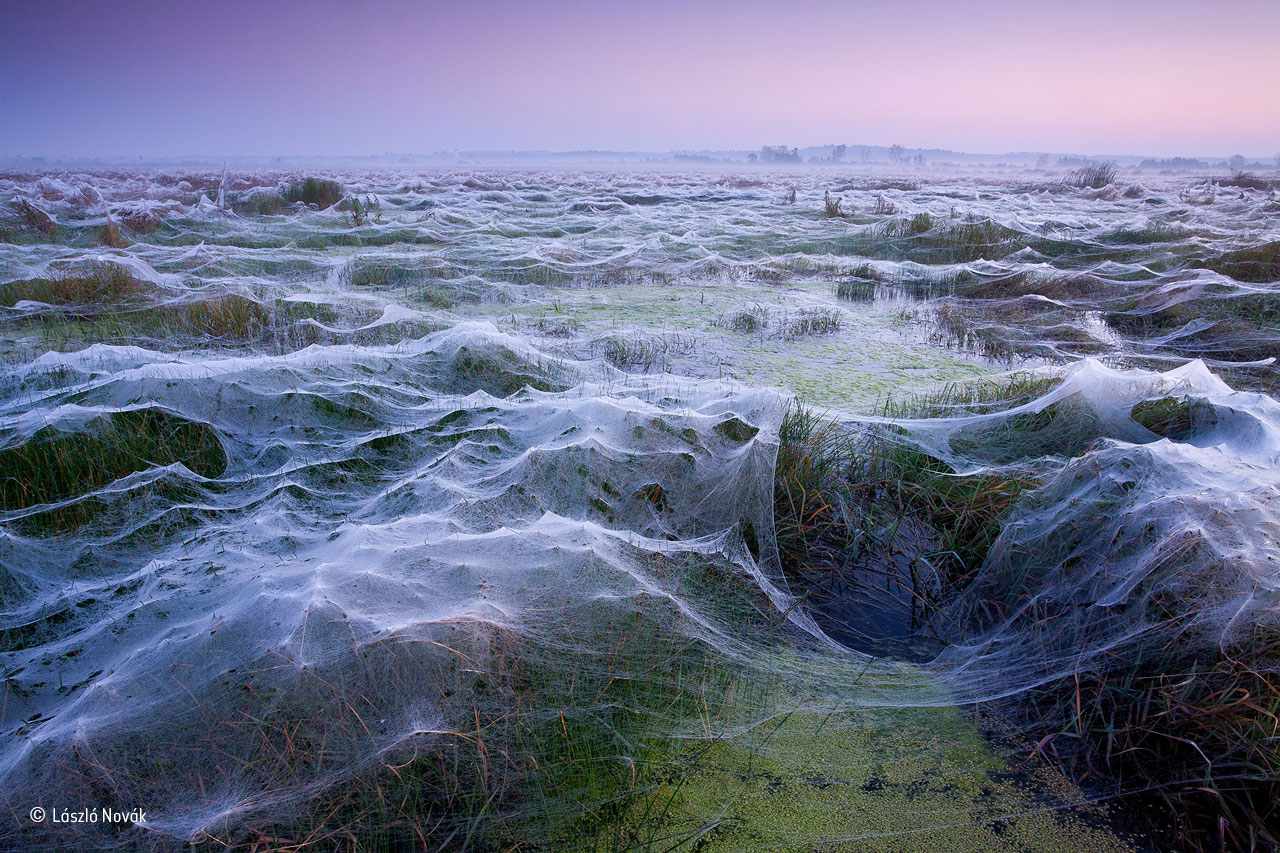 The art of spiders