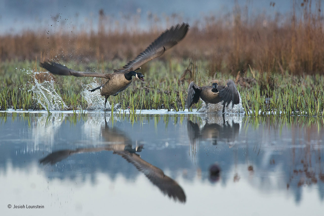 Goose attack