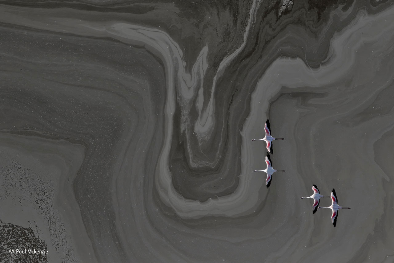 Realm of the flamingos