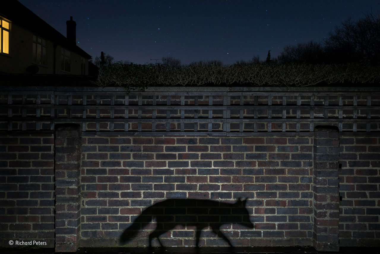 Shadow walker