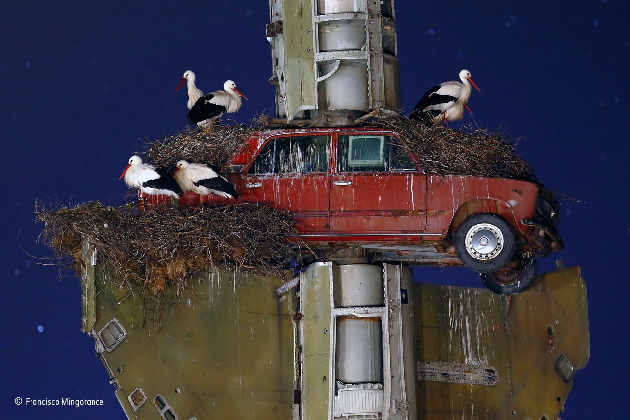 Stork art