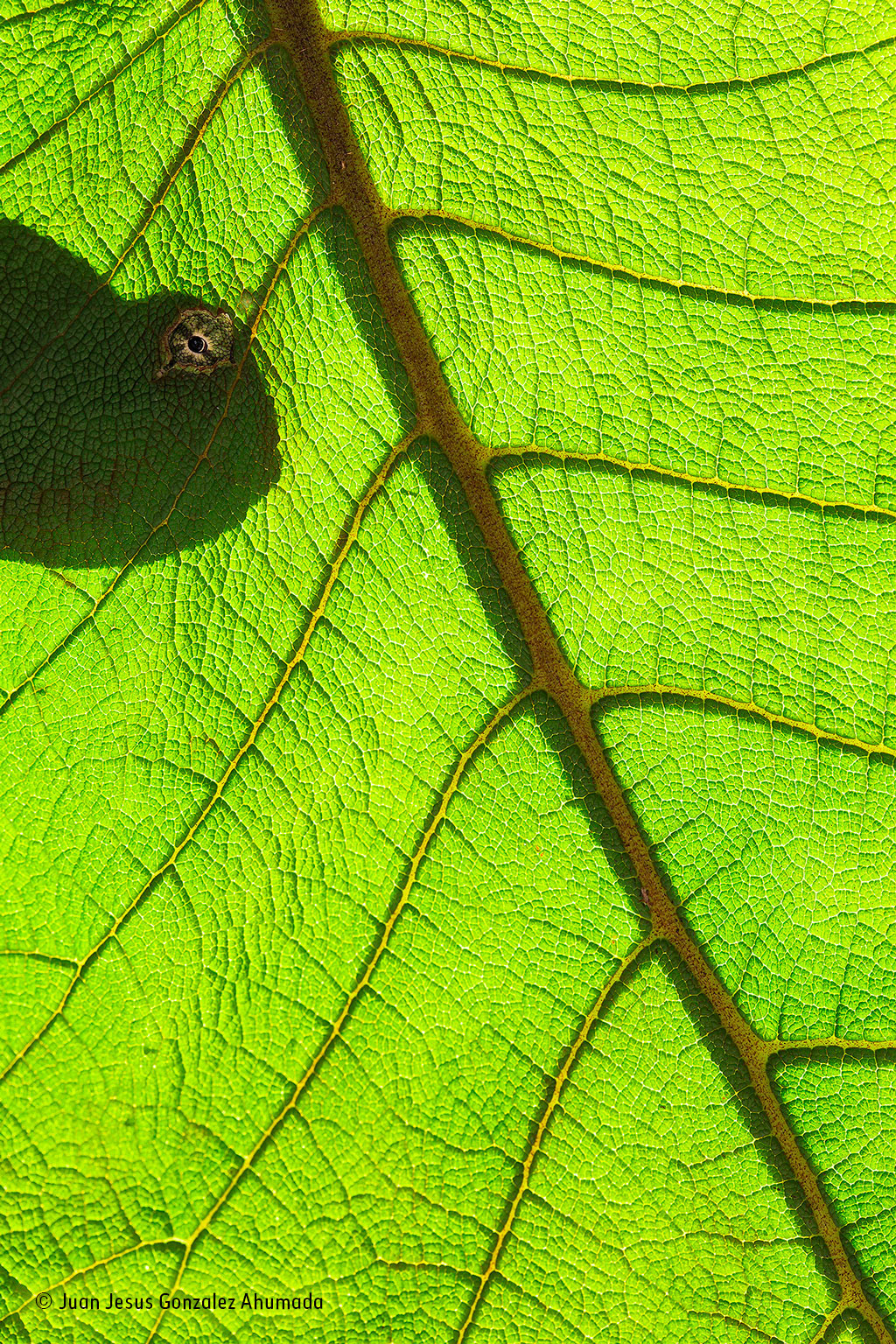 The texture of life