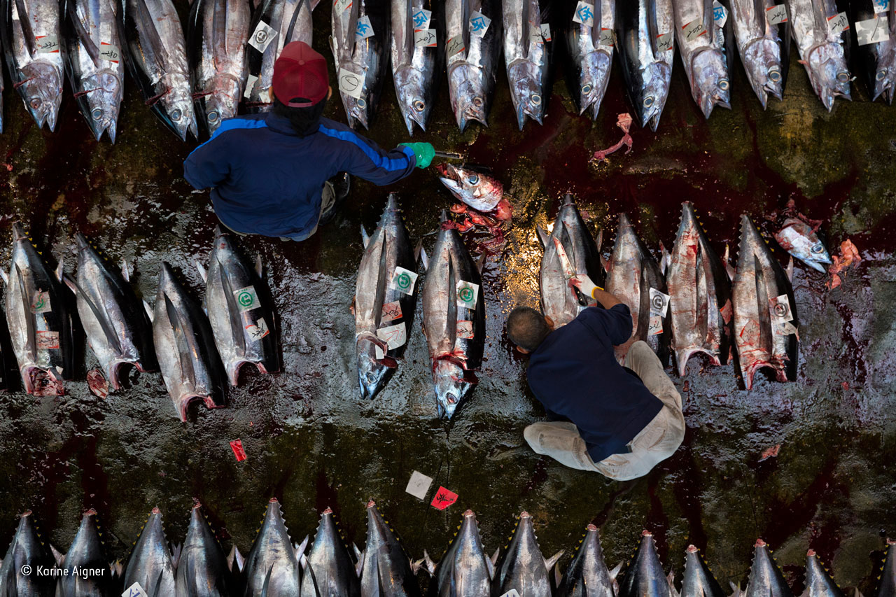 End of the line for tuna