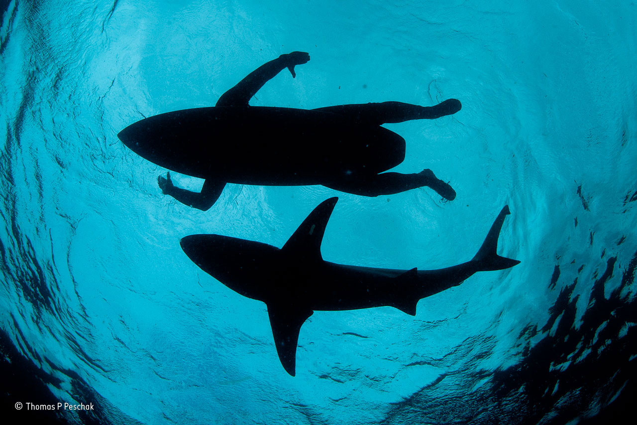 The shark surfer