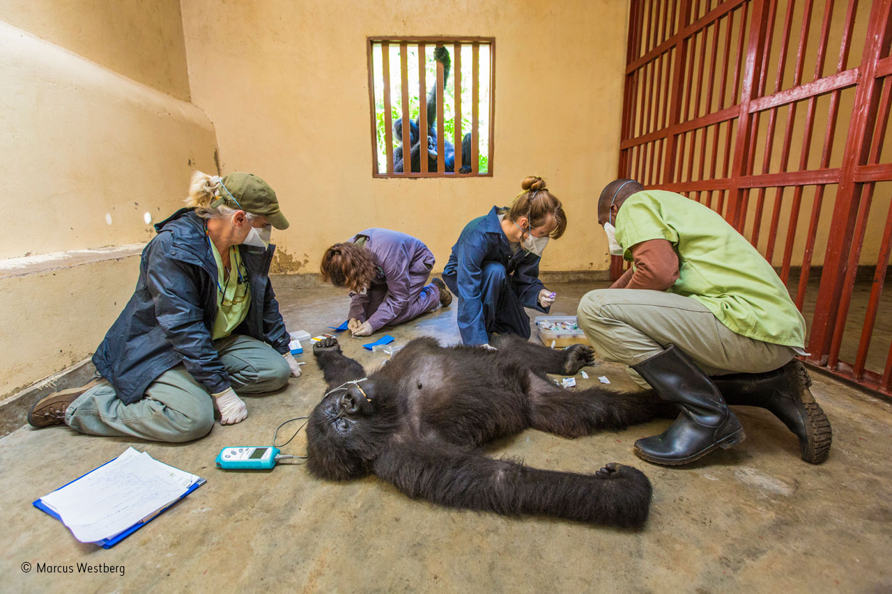 Gorilla care