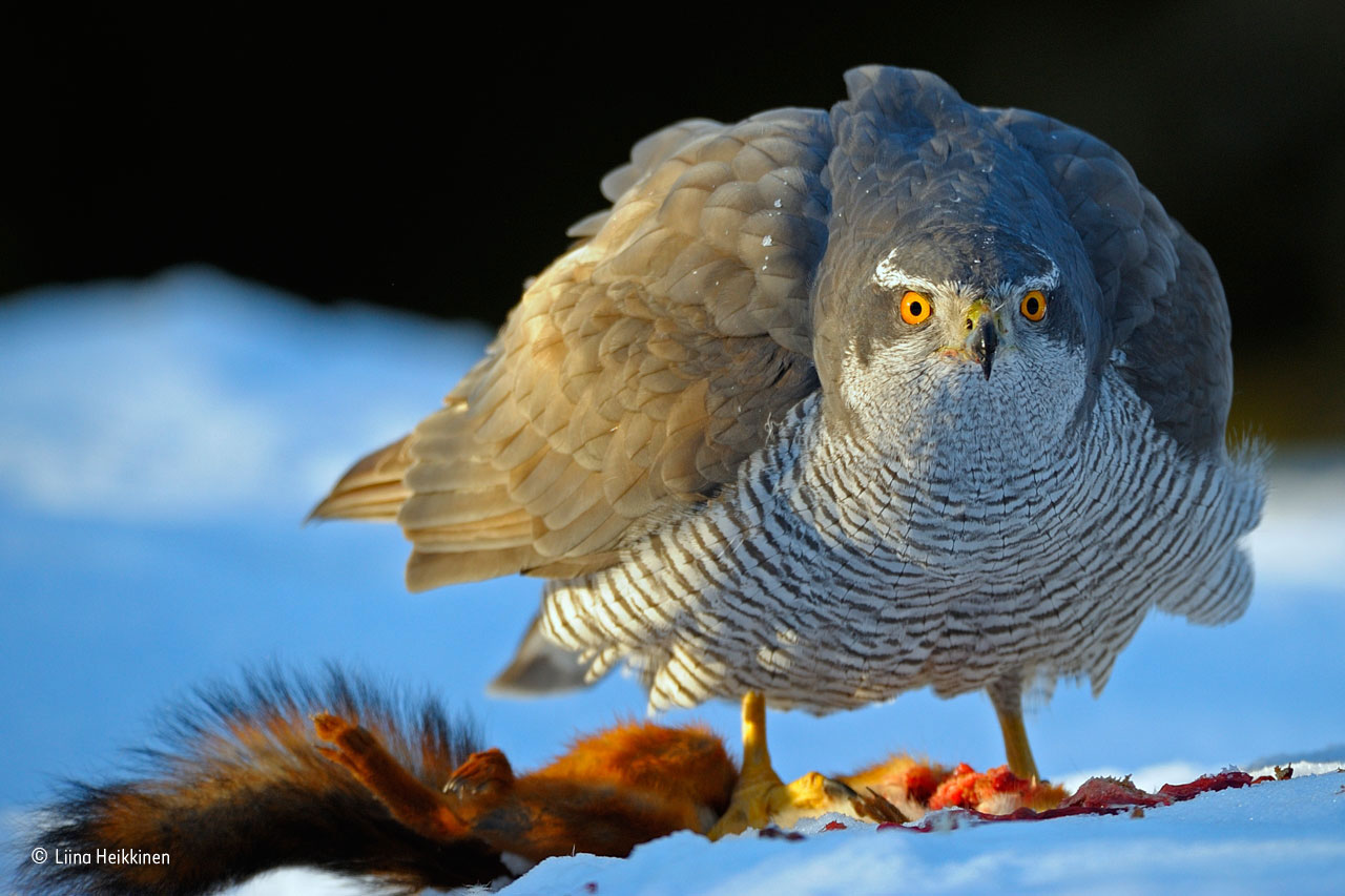 The stare of a goshawk