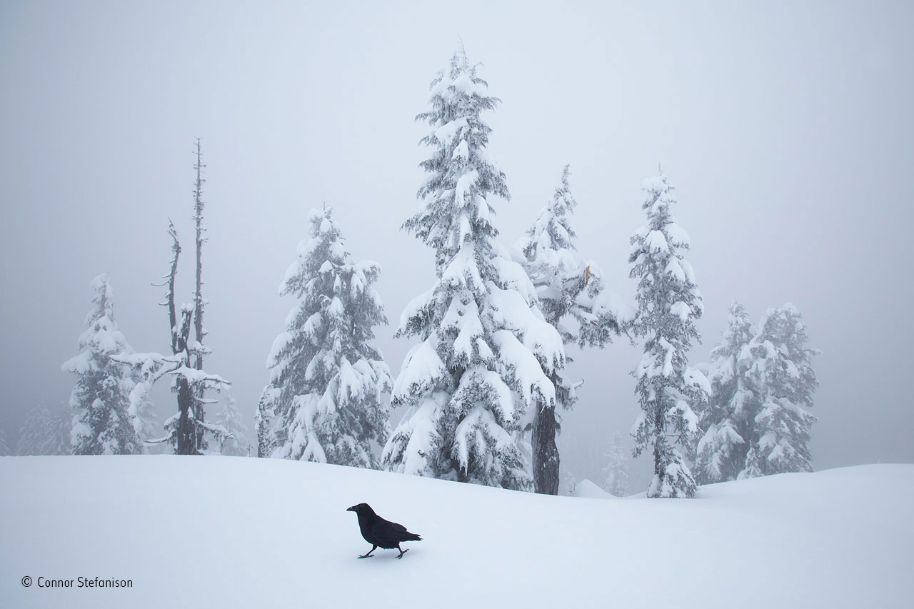 Raven strut