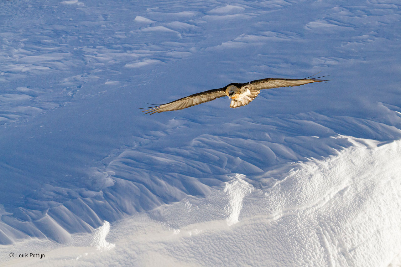 Alpine glider