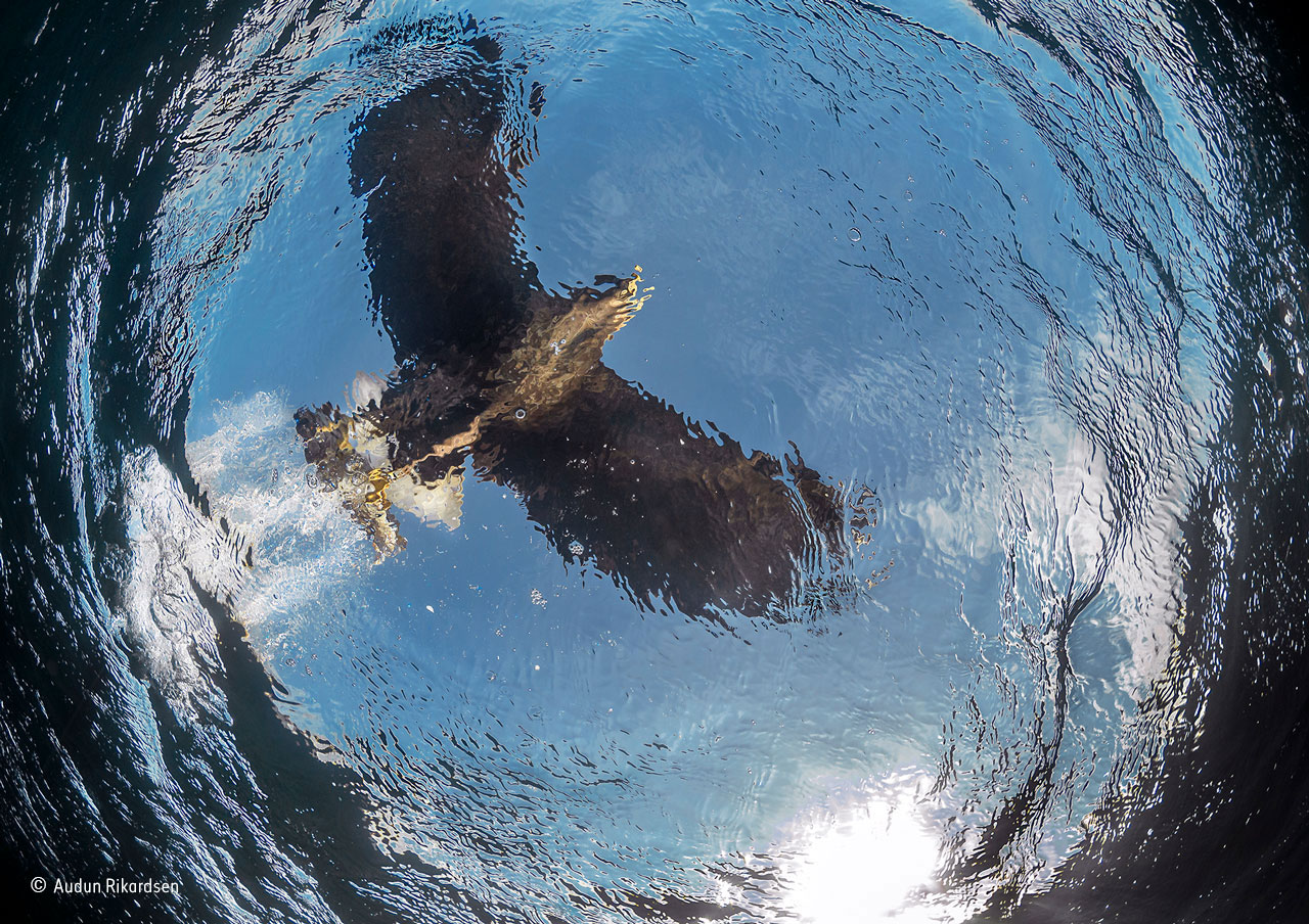 Sea eagle snatch