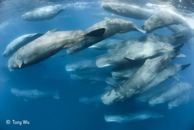 Sociable sperm whales
