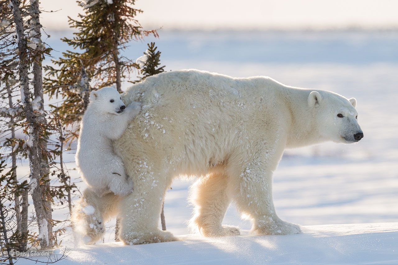 Hitching a ride