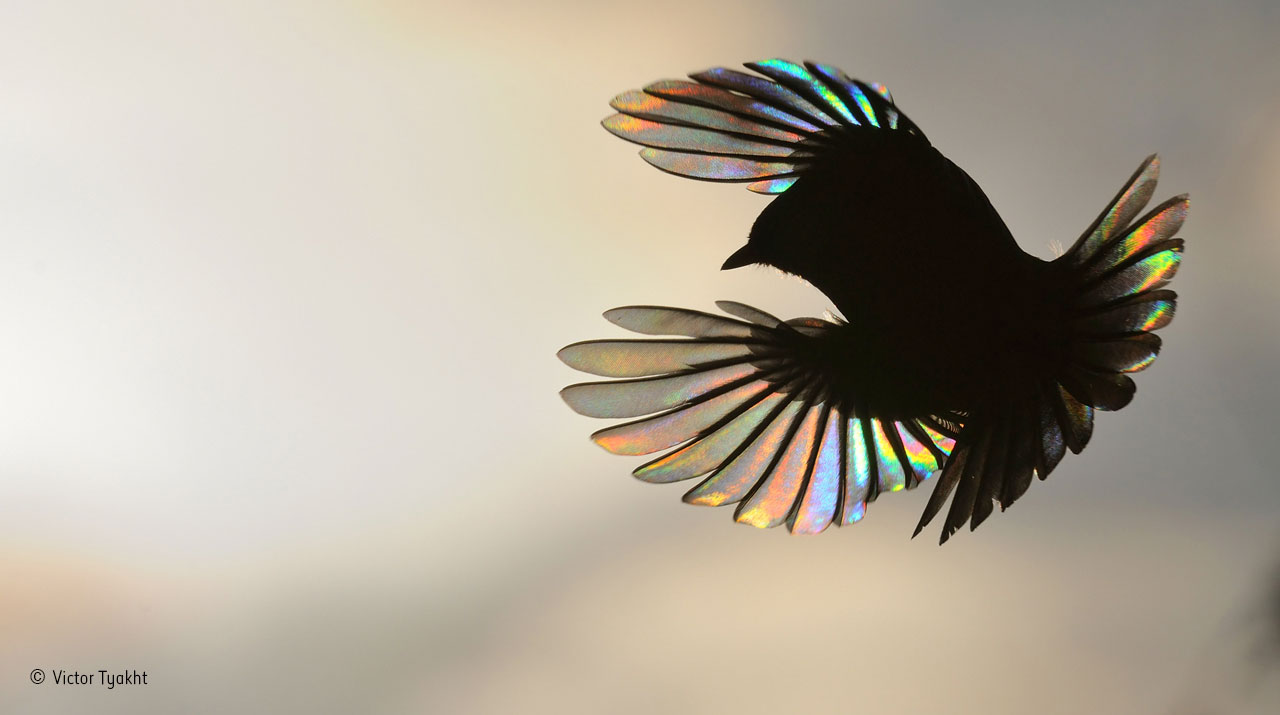 Rainbow wings