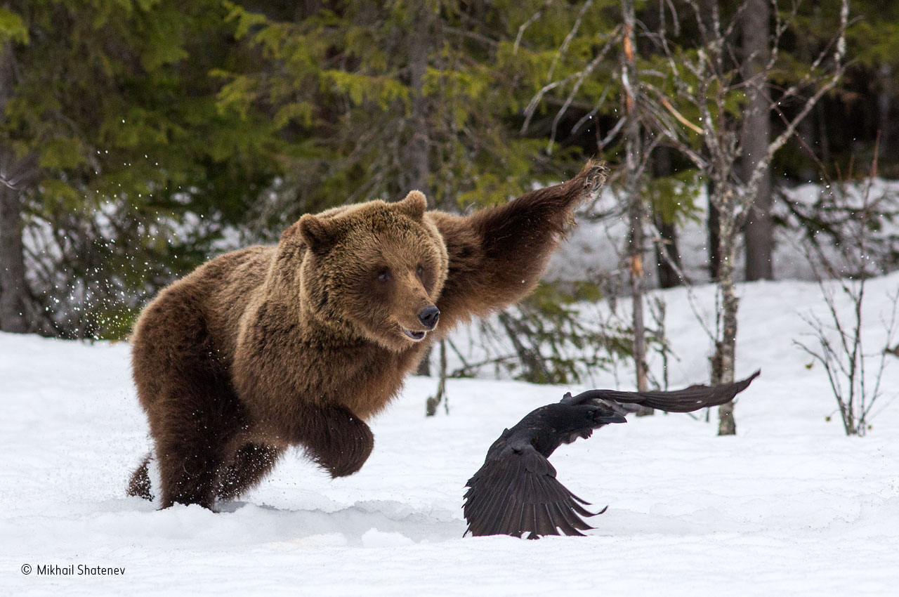 Beware a mother bear