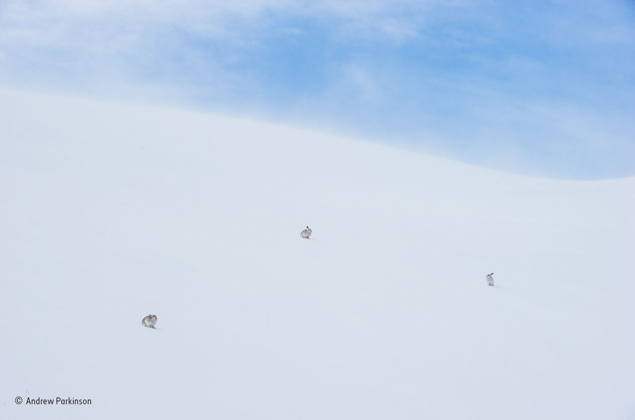 A sporting shot