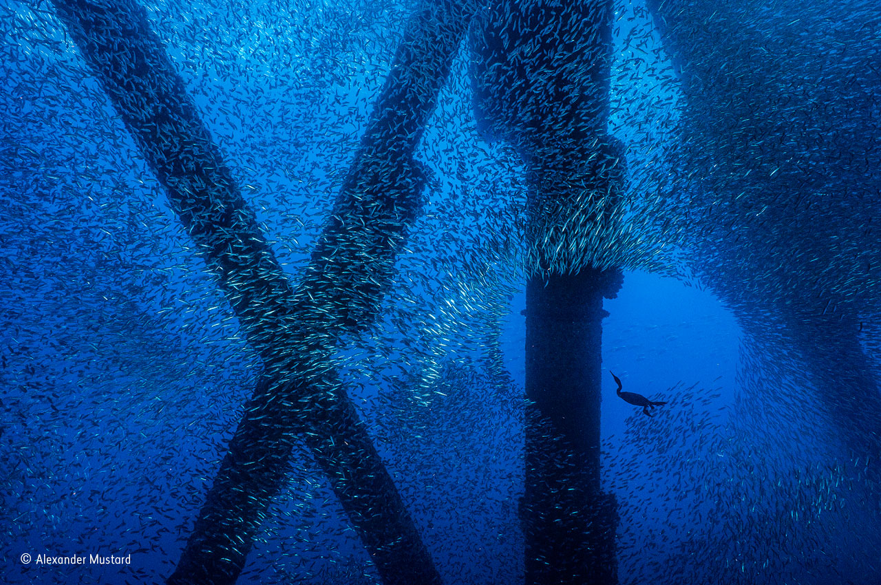 Rig diver