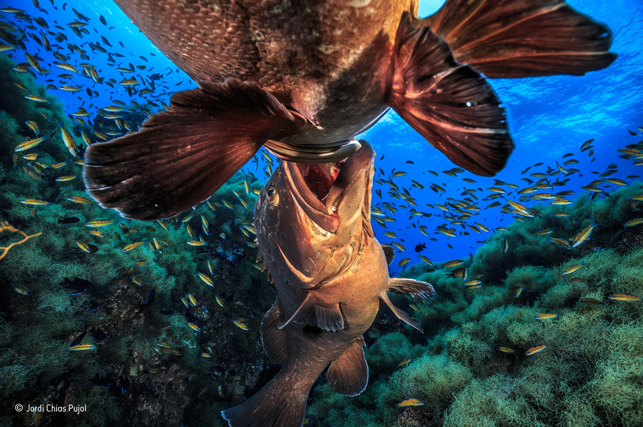 Battle of the big fish