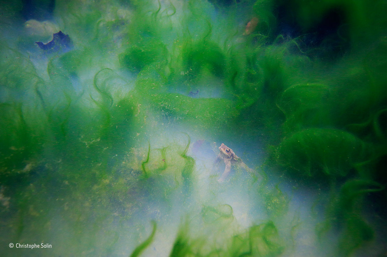 Creature from the slime