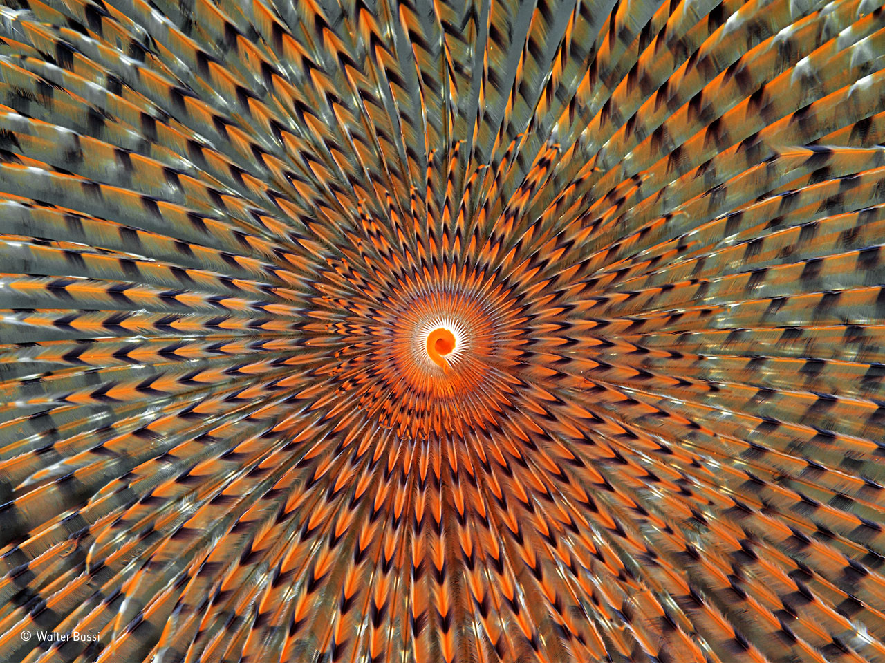 Worm hypnosis