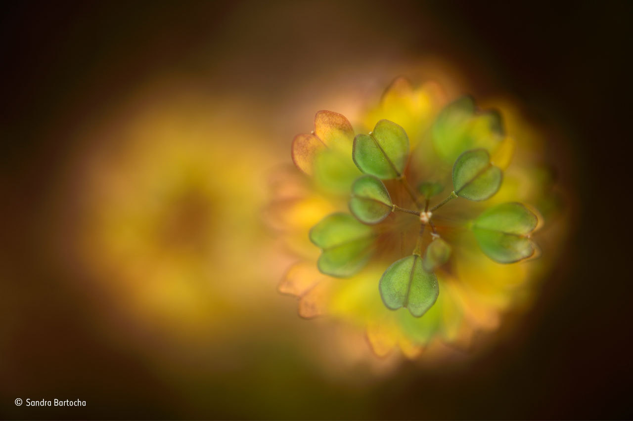 Hearts delight | Wildlife Photographer of the Year | Natural History Museum