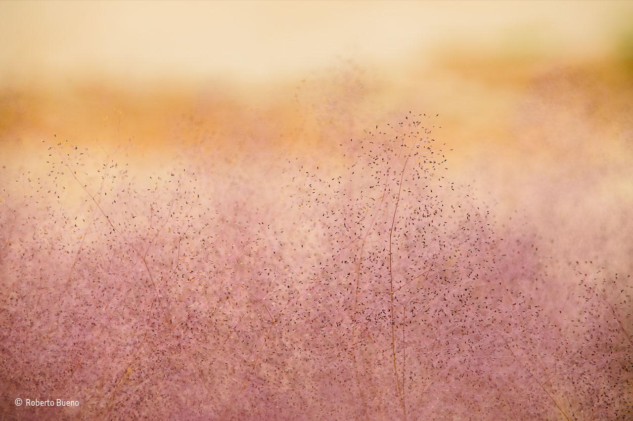 Grass at sunrise