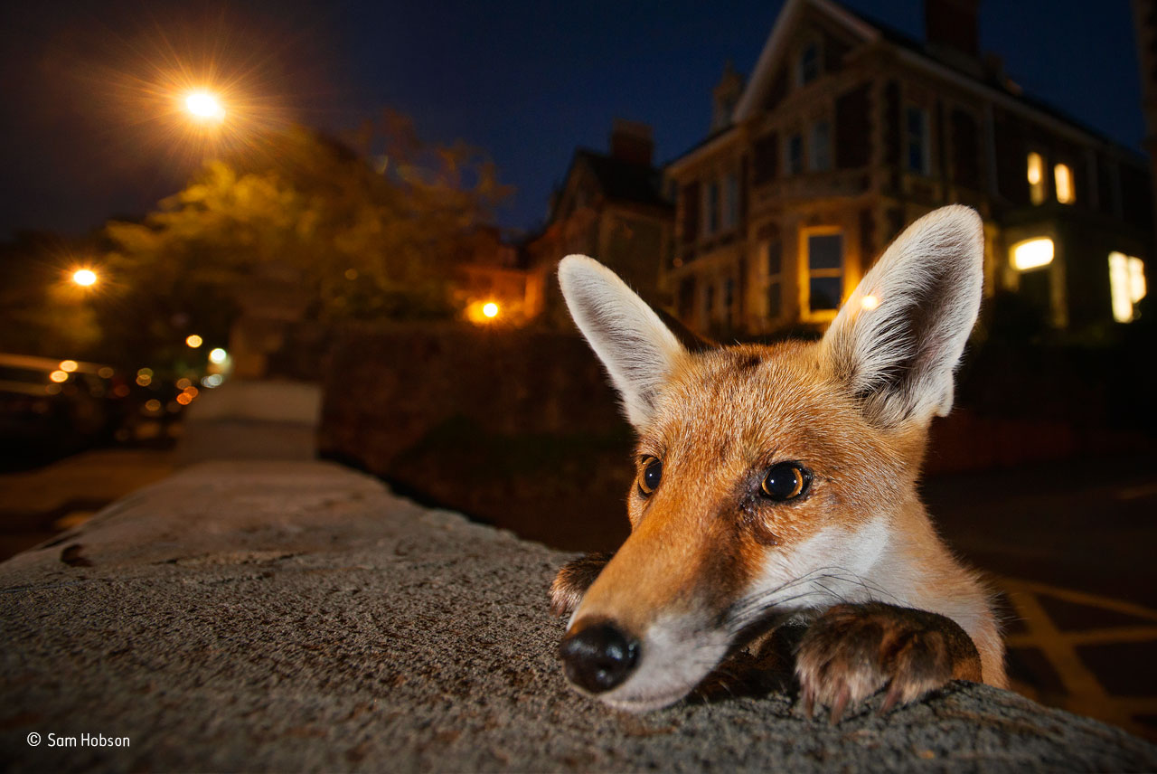 Nosy neighbour