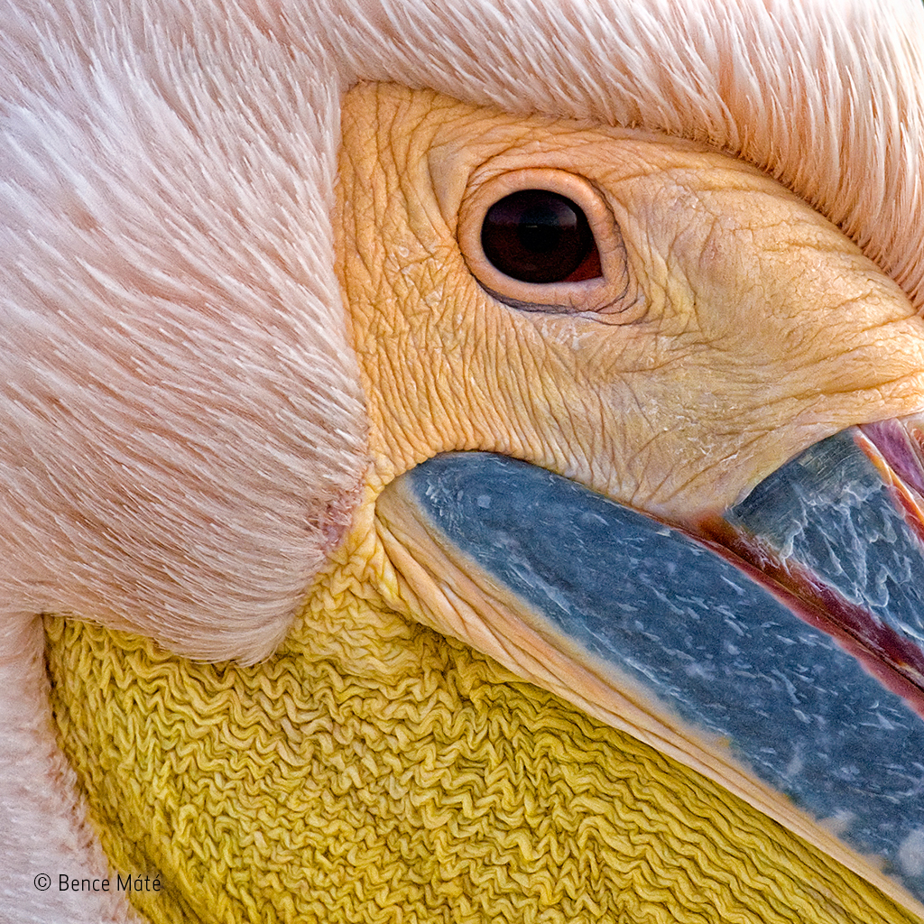 Portrait of a pelican