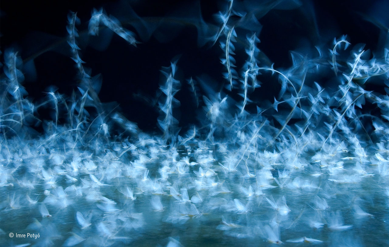 Light fandango