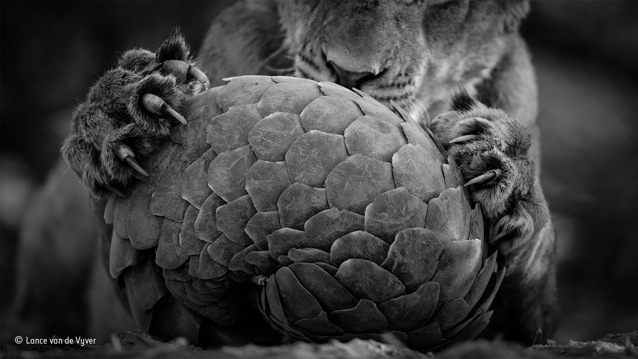 Playing pangolin