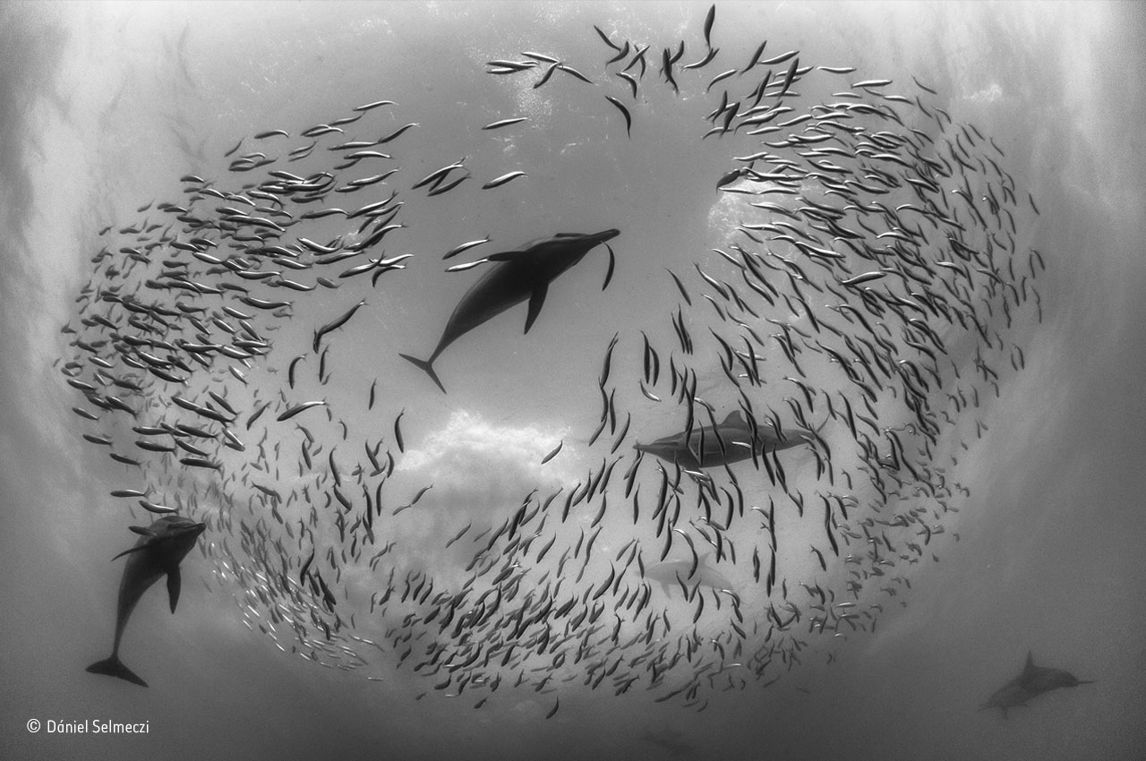 The sardine round-up