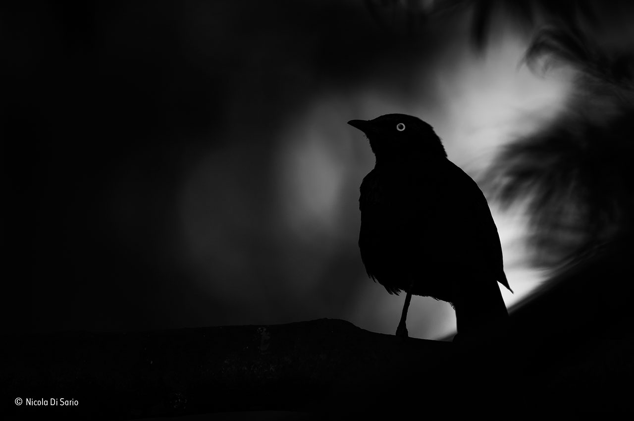 Eye-light
