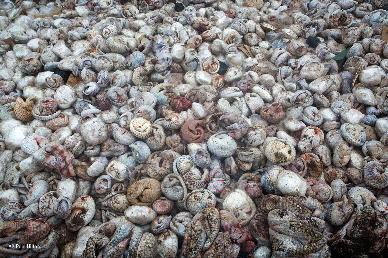 The pangolin pit