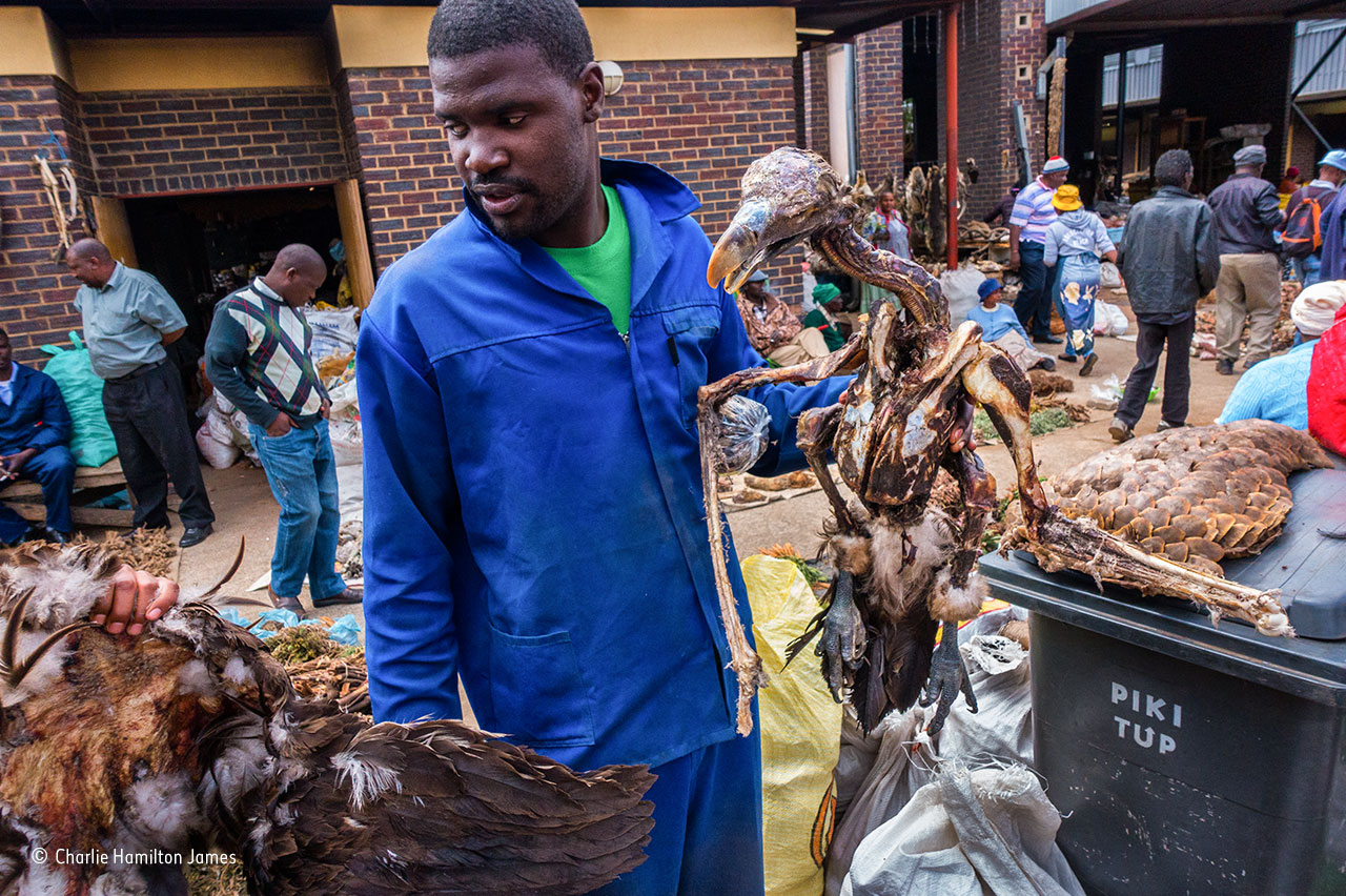 Vultures as commodities