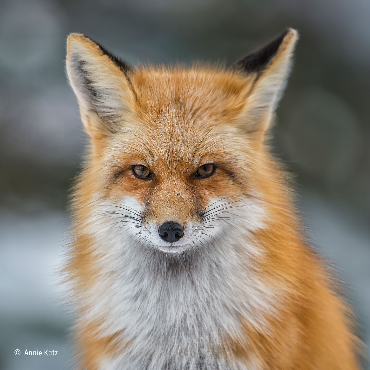 Red Fox