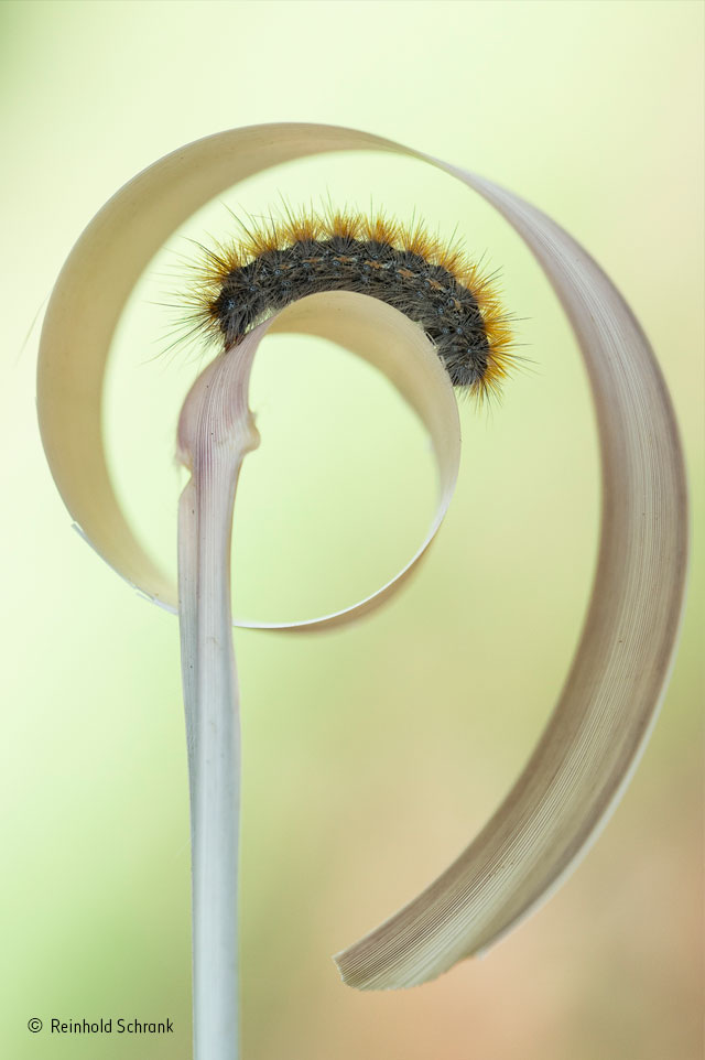 Caterpillar curl