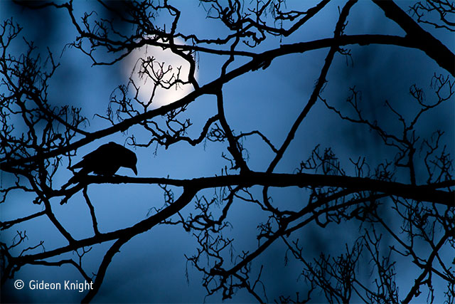 The Moon and the crow