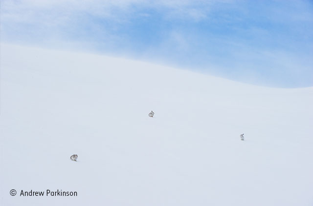 A sporting shot