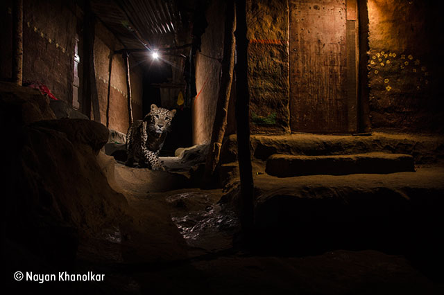 Alley Cat Game Mac Alley Cat Game Mac